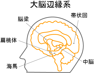 脳の構造２