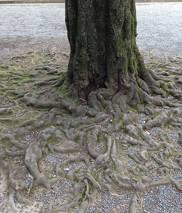 広がる木の根