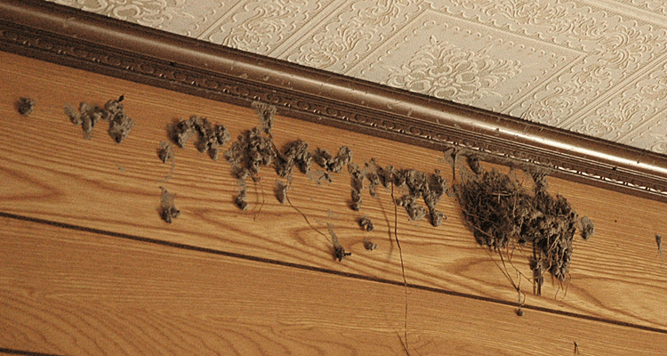 燕の巣 増築